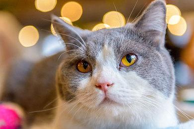 微软联合开发全球最强量子计算机 物理量子比特数超1200个